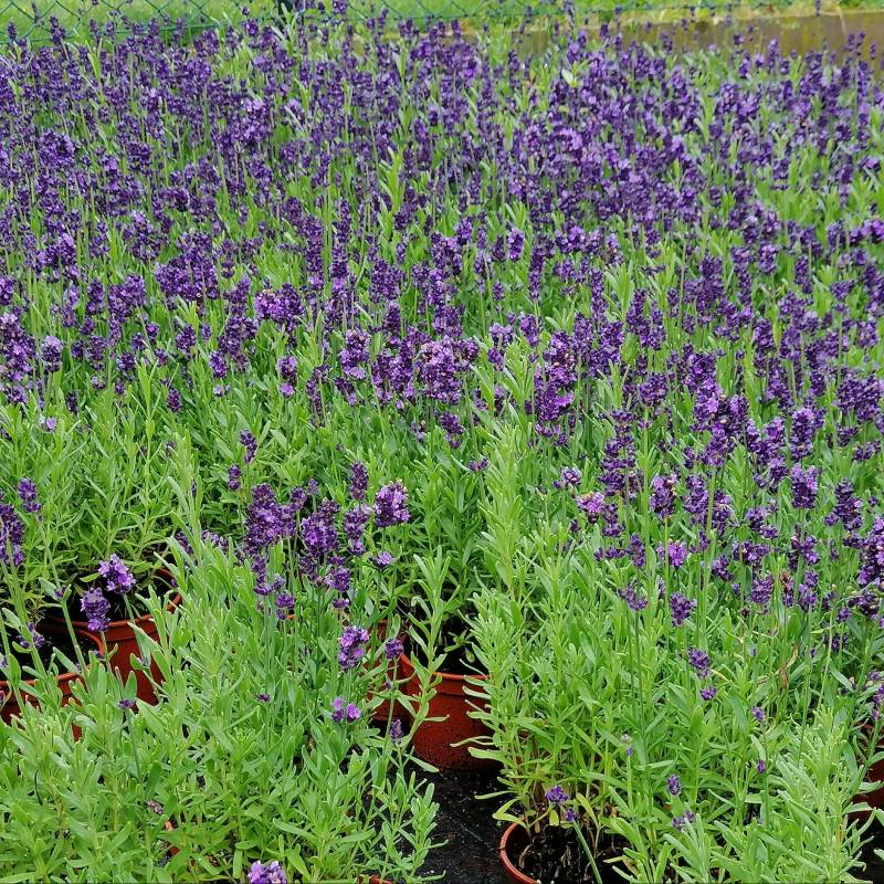 Lavandula angustifolia 'Spear Blue' - Lawenda wąskolistna C1,5L
