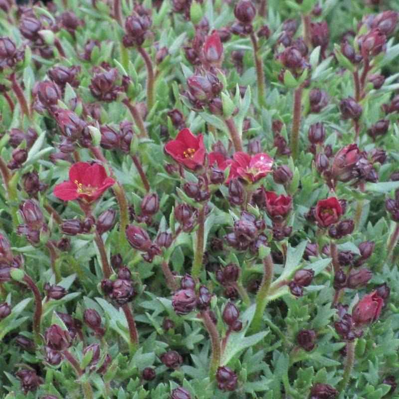 Saxifraga arendsii 'Highlander Red'- Skalnica Arendsa