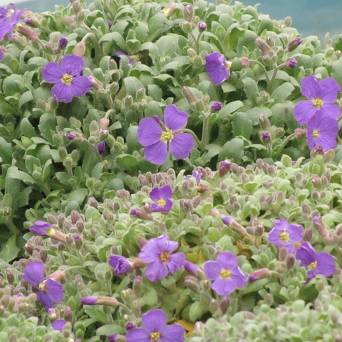 Aubrieta hybrida 'Axcent Light Blue' - Żagwin ogrodowy