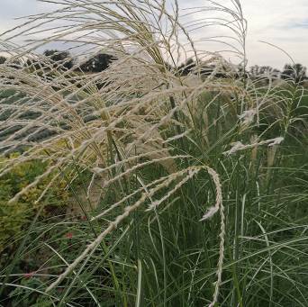 Miscanthus sinensis 'Federweiser' - Miskant chiński