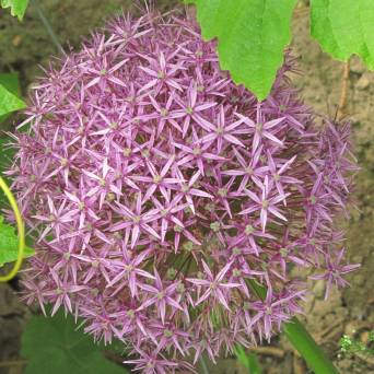 Allium albopilosum 'Ambassador' - Czosnek białawy