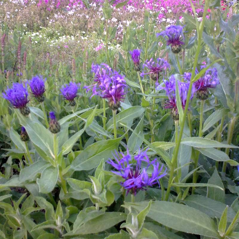 Centaurea montana - Chaber górski