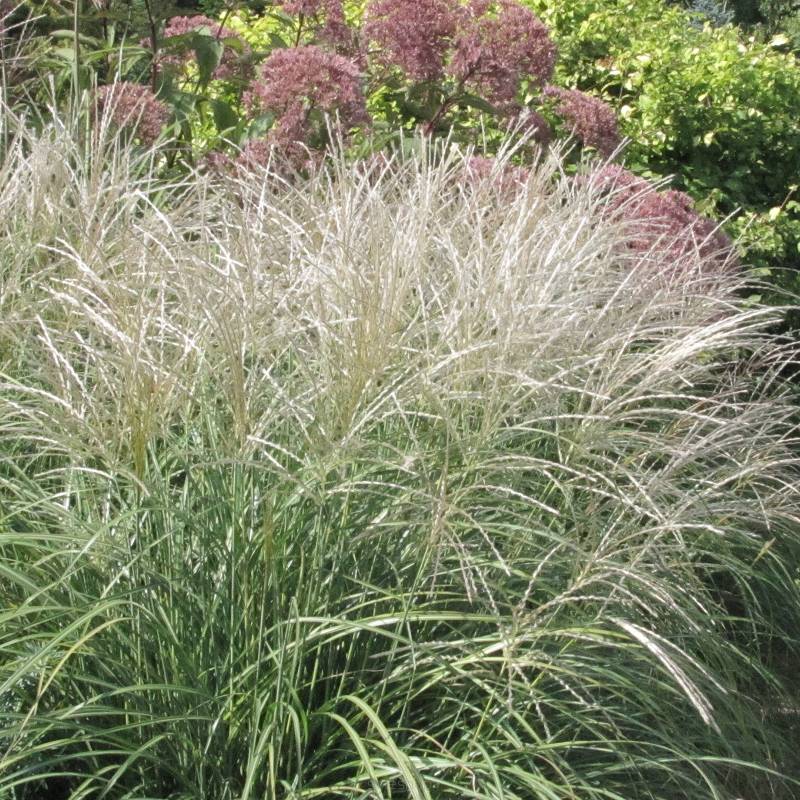 Miscanthus sinensis 'Adagio' - Miskant chiński