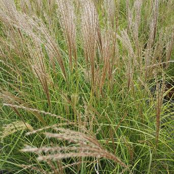 Miscanthus sinensis 'Krater' - Miskant chiński