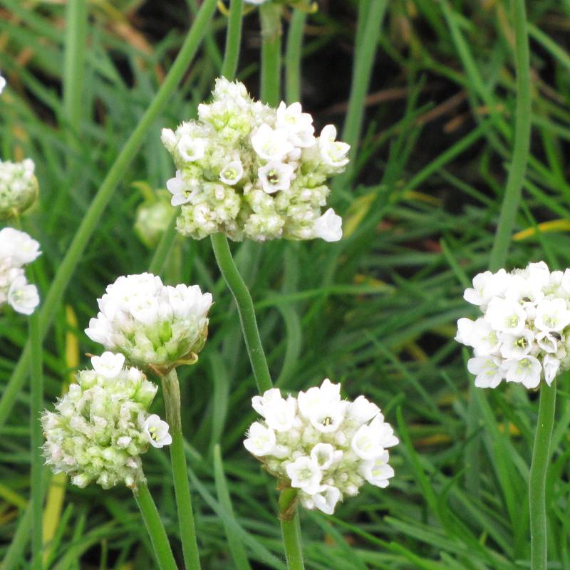 Armeria maritima 'Abbey White' - Zawciąg nadmorski