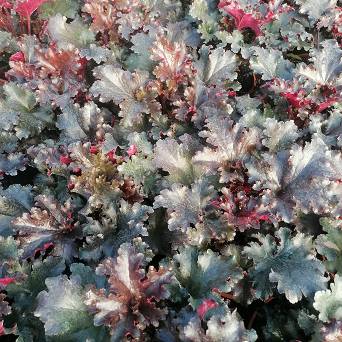 Heuchera x hybrida 'Black Tafetta' - Żurawka ogrodowa